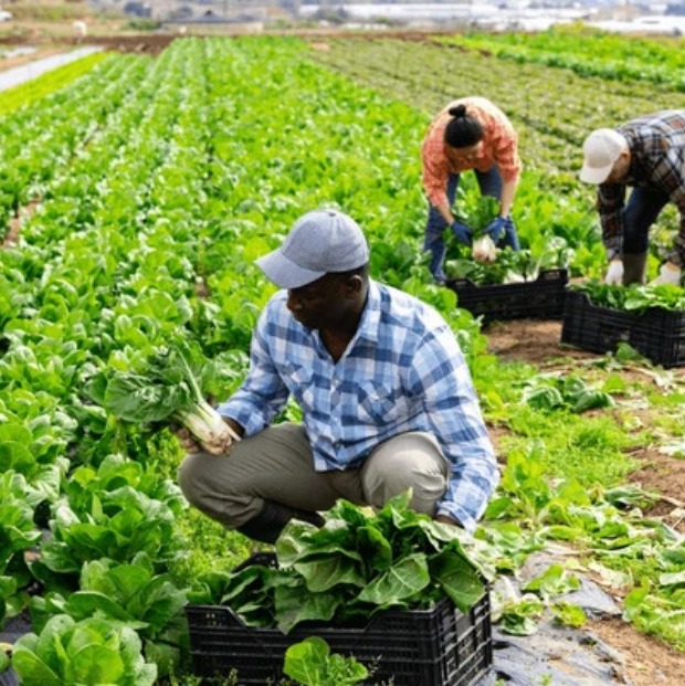 Community Farming Initiative